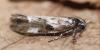 Ethmia quadrillella